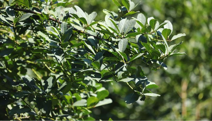  Com protagonismo da erva-mate, Paraná é destaque na produção florestal